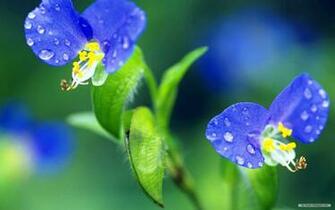 Wallpaper Flower Beautiful