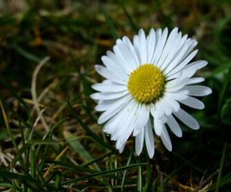 Daisy Daisies Desktop Background Wallpaper