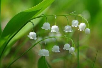 Lily Of The Valley Wallpaper HD