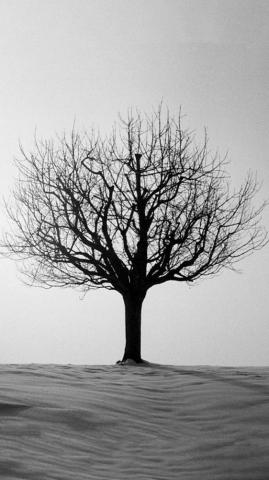 QHD Wallpaper On Beautiful Tree Photo By Ric Capucho