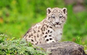 Baby White Tiger Wallpaper
