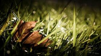 HD Autumn Leaves Wallpaper For Desktop New