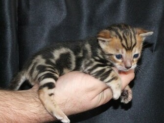 Bengal Cats Cute