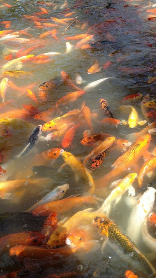 Koi Fish Wallpaper