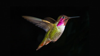 Birds 4k Wallpaper Of Desktop