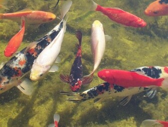 Koi Goldfish Fish Wallpaper