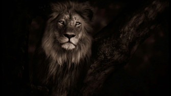 Dark Animals Wallpaper