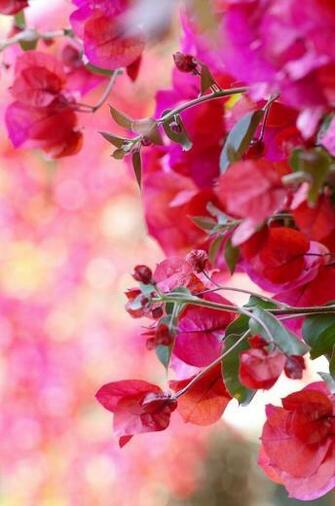 Bougainvillea iPhone Wallpaper Flower Beautiful