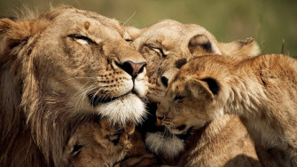 Cute Pride Lionfamily Wallpaper