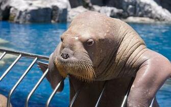 Walrus Wallpaper