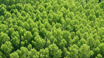 Forest Wallpaper