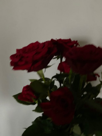Caisa On My Pov Wallpaper