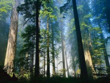 Santa Cruz Mountains Stewardship Network