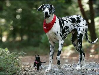 Picturespool Dalmatian Dogs Wallpaper