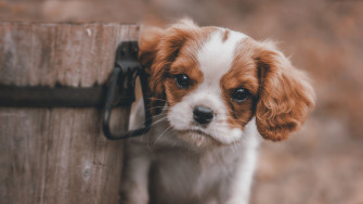 Cute Puppy HD Animals 4k Wallpaper Image Photos And