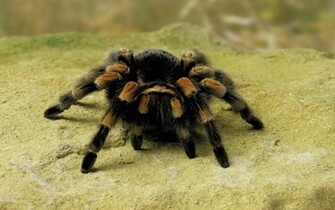 Spider Wallpaper HD