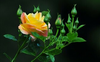 Wallpaper Of Flowers And Butterflies Make This For Your