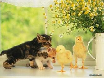 Baby Chicks And Ducks Photo Two Kittens