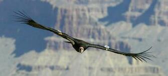 California Condor Release Planned For National Public Lands Day