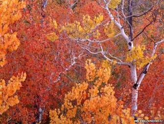 Aspen Trees Wallpaper Desktop iPad Background