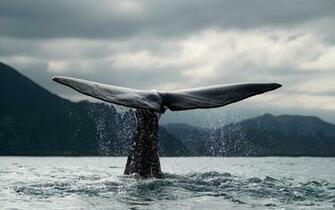Ocean Whale Tale HD Wallpaper IHD