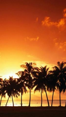 Beautiful Sunset Palm Trees Beach Nature iPhone
