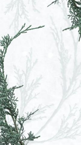 Green Pine Tree Psd White Winter Background Image By