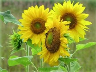 Smscs Photo Sunflower Html
