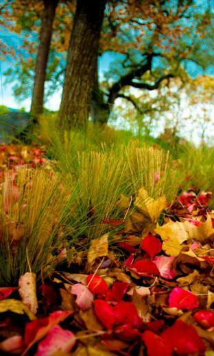 Elegant Windows Phone Autumn Wallpaper All About Natural Beauty