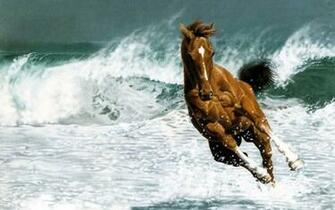 Horses Image Beautiful Horse HD Wallpaper And Background