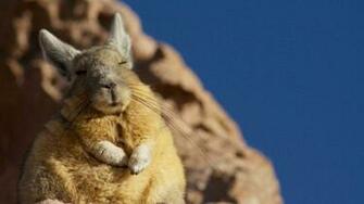 Planet Earth Ii Nature Music And Animals Make Happy Ers