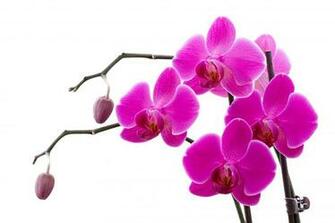 Red Orchid Flower Ing Gallery