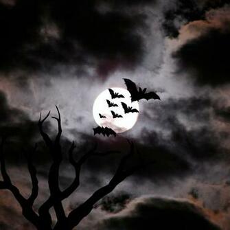 Beautiful Wallpaper Bats