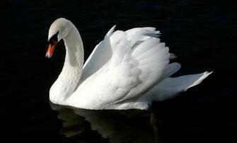 Birds Swans Wallpaper Wildlife