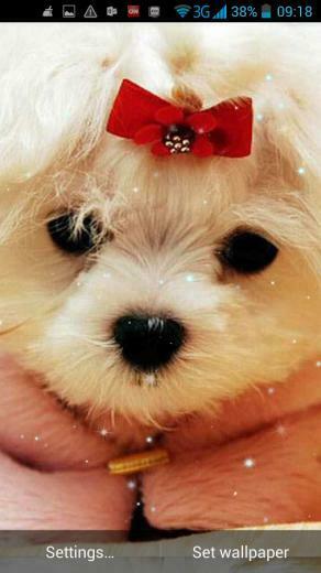 Cute Dogs Live Wallpaper Android Apps On Google Play