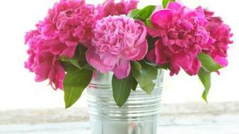 Peonies Computer Background Wallpaper