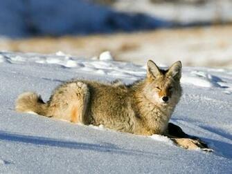 Yellowstone National Park Wallpaper