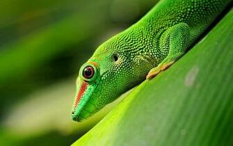 Gecko Wallpaper