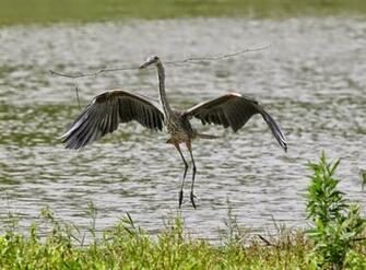 Great Blue Heron Photos Wallpaper The Fun Bank