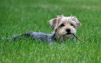 Dogs In Summer Windows Theme Dog Grass Jpg