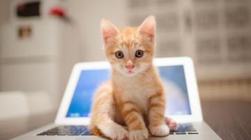 Wallpaper Kitten Cat Cute 8k Animals