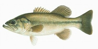 2aafbe7333 Largemouth Bass Wallpaper