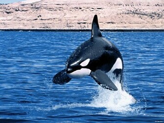 Orca Killer Whale
