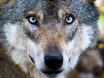 Wolf Neu Web Wallpaper