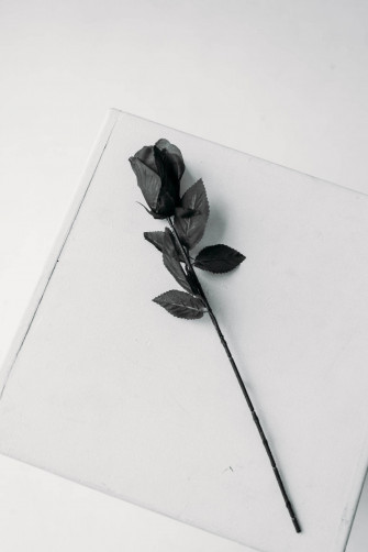 Top Black Aesthetic Rose Wallpaper Full HD 4k To Use