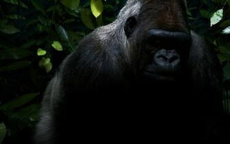 Back Original Jungle Animals Gorilla Wallpaper HD