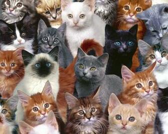 Cats Image Wallpaper HD And Background Photos