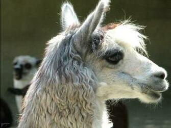 Best Wallpaper Zoo Animals