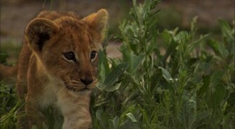 Lion Cub Wallpaper Click Picture For High Resolution HD