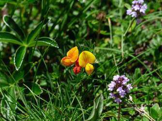 Fenugreek Wallpaper